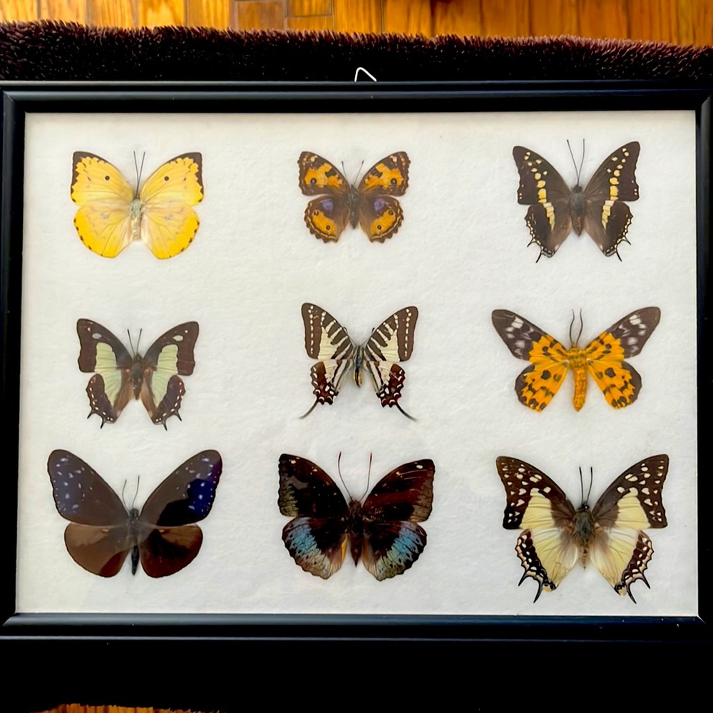 Framed butterflies